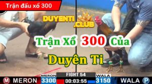 Gà đen của duyên ti xổ 300