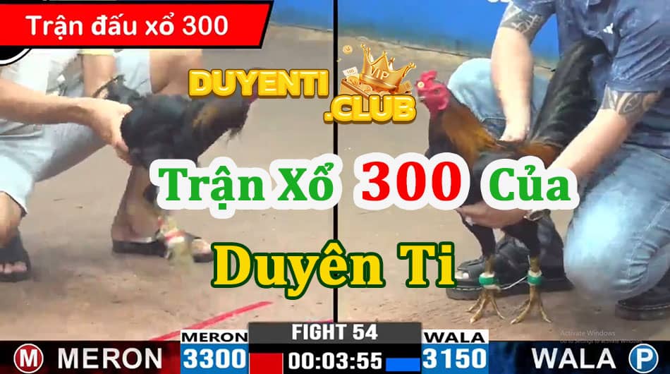 Gà đen của duyên ti xổ 300