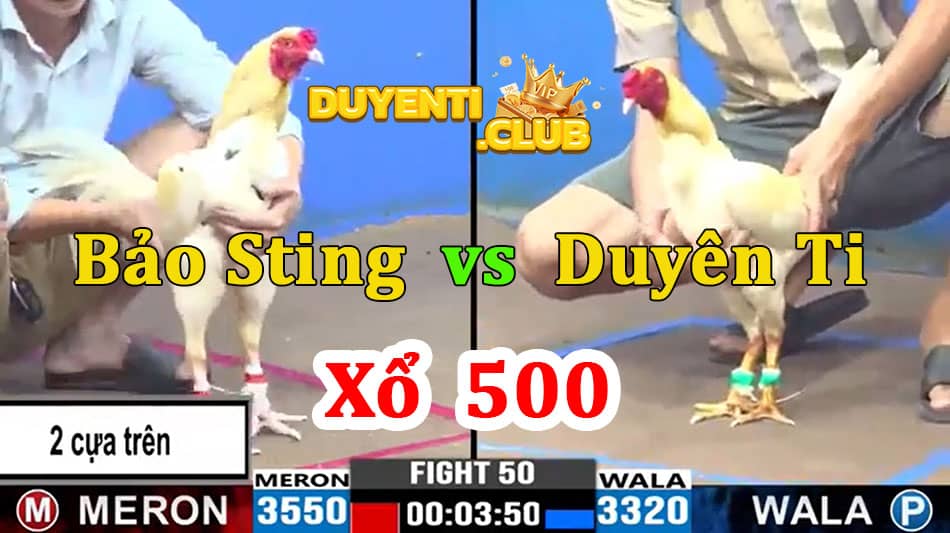bảo sting vs duyên ti xổ 500