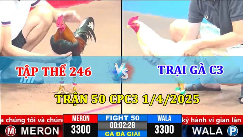 TRẬN 50 CPC3 1/4/2025 CHUNG KẾT 1 TẬP THỂ 246 VS TRẠI GÀ C3 1 Trận 50 CPC3 1/4/2025