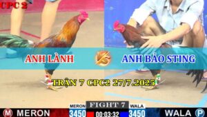 Trận 7 CPC2 27/7/2025