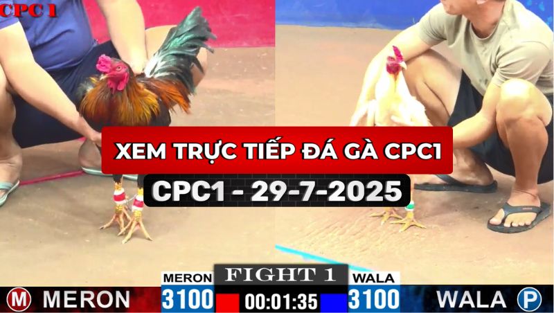 TRỰC TIẾP ĐÁ GÀ CPC1 NGÀY 29/7/2025 1 Trực Tiếp Đá Gà CPC1 Ngày 29/7/2025
