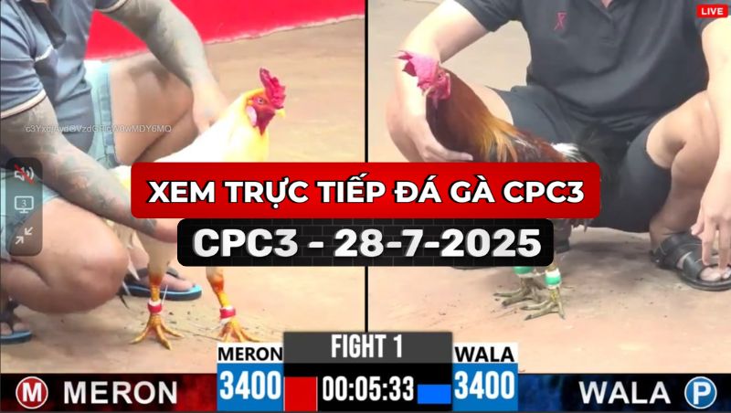 TRỰC TIẾP ĐÁ GÀ CPC3 NGÀY 28/7/2025 1 Trực Tiếp Đá Gà CPC3 Ngày 28/7/2025