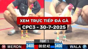 Trực Tiếp Đá Gà CPC3 Ngày 30/7/2025