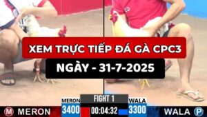 Trực Tiếp Đá Gà CPC3 Ngày 31/7/2025