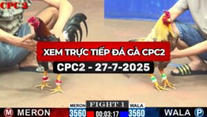 Trực Tiếp Đá Gà CPC2 Ngày 27/7/2025