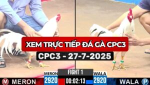 Xem Trực Tiếp Đá Gà CPC3 Ngày 27/7/2025