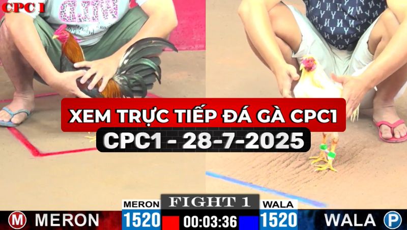 TRỰC TIẾP ĐÁ GÀ CPC1 NGÀY 28/7/2025 1 Trực Tiếp Đá Gà CPC1 Ngày 28/7/2025