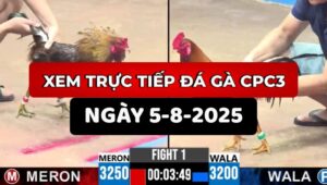Đá Gà Trực Tiếp CPC3 Ngày 5/8/2025