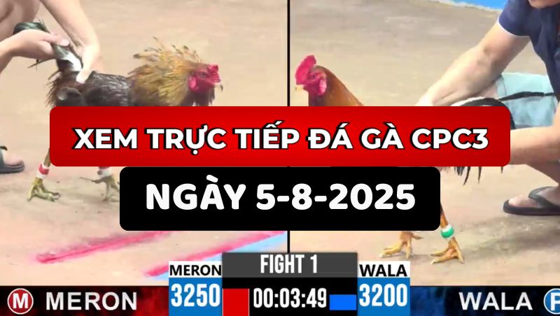 ĐÁ GÀ TRỰC TIẾP CPC3 NGÀY 5/8/2025 1 Đá Gà Trực Tiếp CPC3 Ngày 5/8/2025