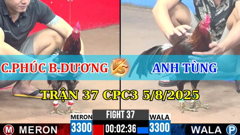 TRẬN 37 CPC3 5/8/2025 GÀ CHÚ PHÚC BÌNH DƯƠNG BỊ HẠ NHANH 1 Trận 37 CPC3 5/8/2025