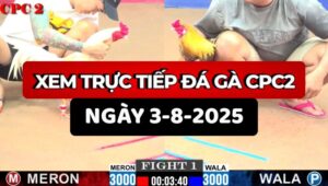 Trực Tiếp Đá Gà CPC2 Ngày 3/8/2025