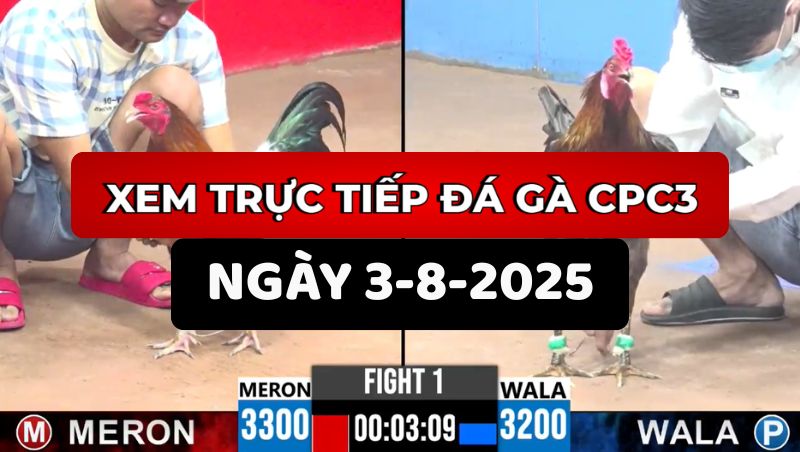 TRỰC TIẾP ĐÁ GÀ CPC3 NGÀY 3/8/2025 1 Trực Tiếp Đá Gà CPC3 Ngày 3/8/2025