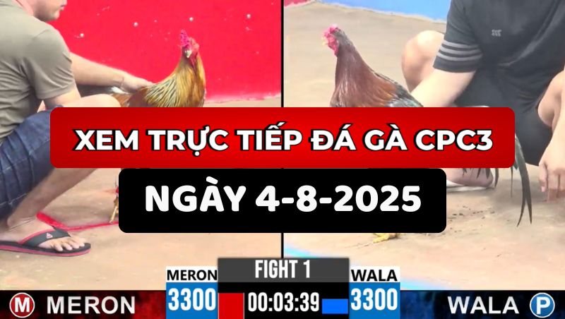TRỰC TIẾP ĐÁ GÀ CPC3 NGÀY 4/8/2025 1 Trực Tiếp Đá Gà CPC3 Ngày 4/8/2025