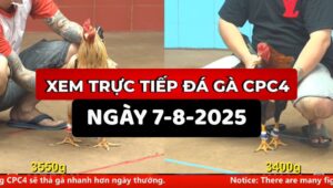 Trực tiếp đá gà CPC4 Ngày 7/8/2025